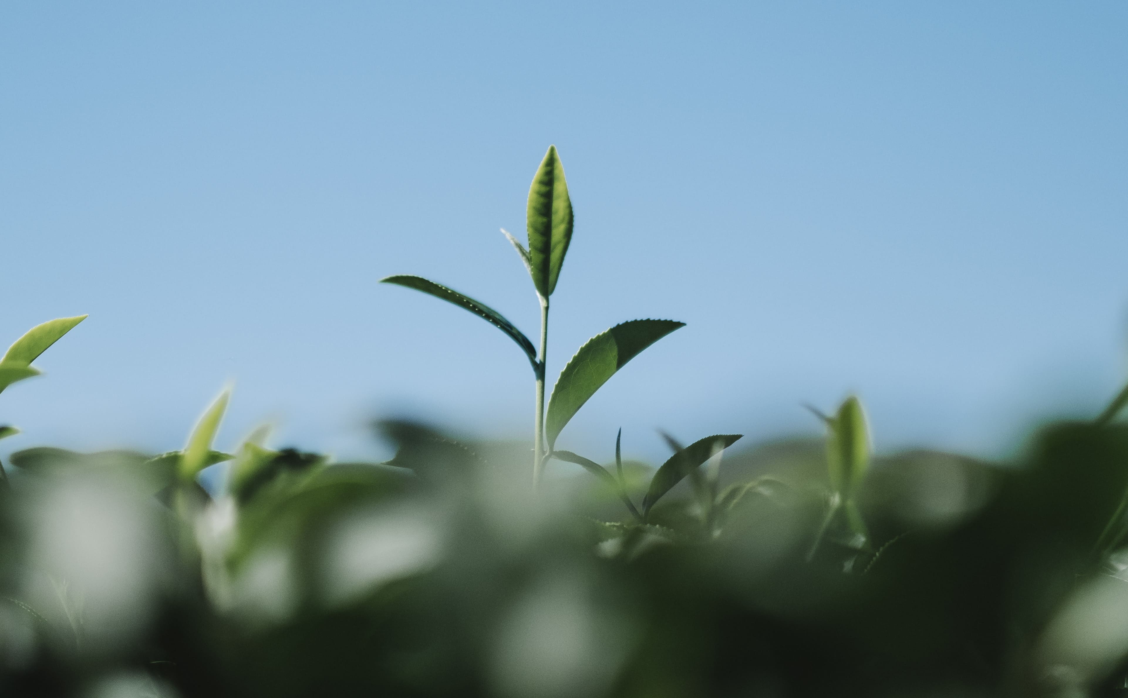 hoja de te en el campo 1